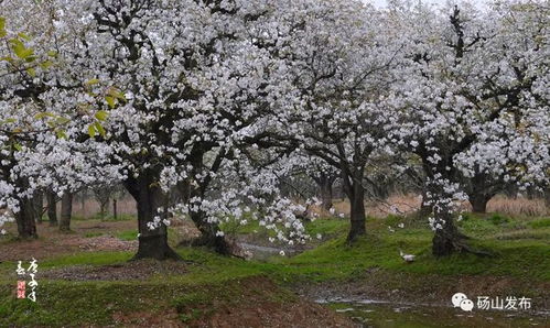 三月的缤纷花海