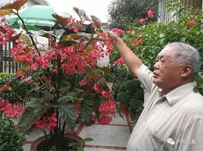 竹节海棠一年只开一次花