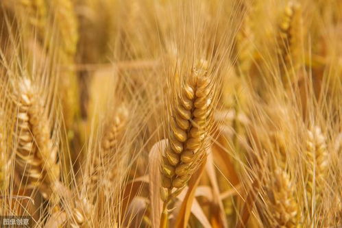 土壤条件：湿度大，锈病geng容易滋生