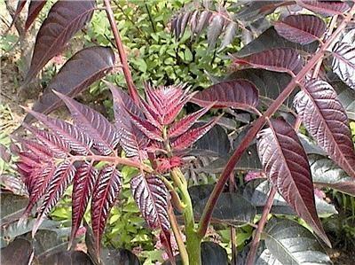 繁殖方法大揭秘