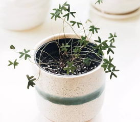 “枯萎绿植急救指南”