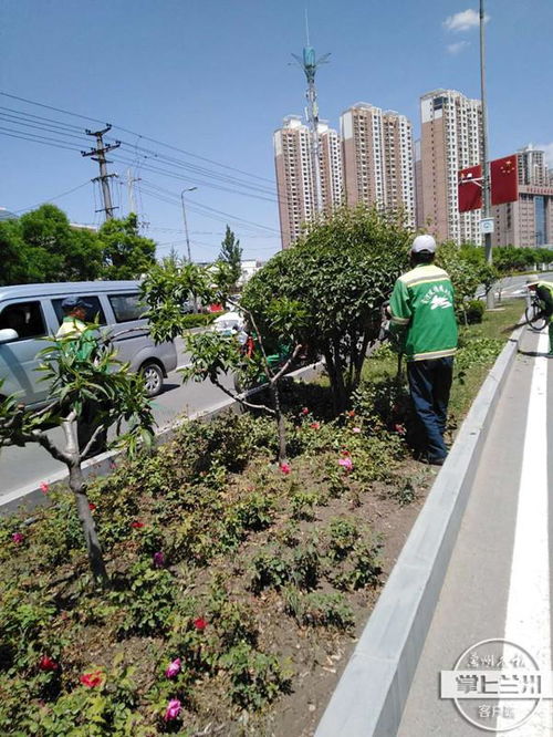 提升城市绿化效果， 景观地被线功不可没