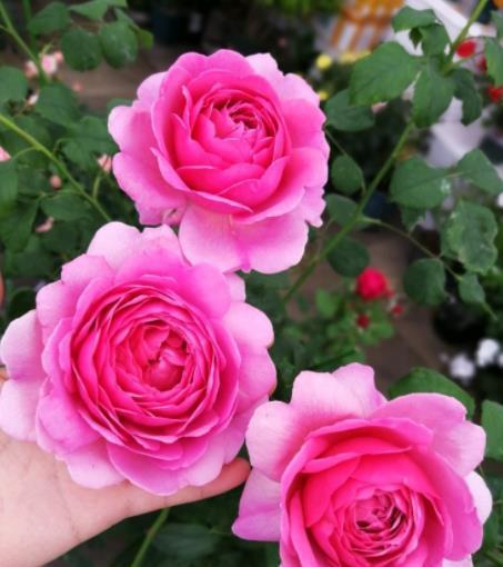 月季花的魅力与庭院搭配