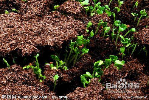 误区三：浇水不当