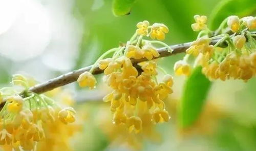 桂花浇水小贴士：如何不让水分成为问题？