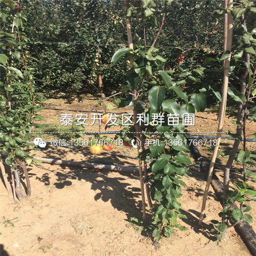 绿化苗木市场了解一下