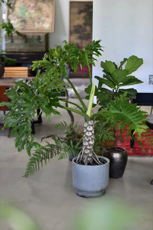 摘种子的智慧，老把式的方法