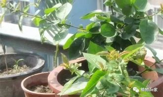 小小一片药， 竟然Neng让濒死的植物迅速起死回生