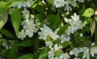 花镜中的双面观赏