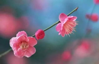 宫粉梅：经典中的经典