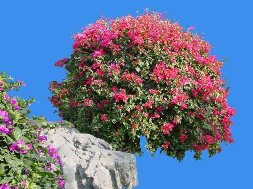 三角梅为何不结果实？其花色繁多却孕育无果之谜何在