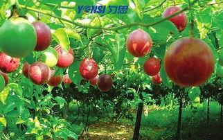 限根器垫高种植， 降低烂根率