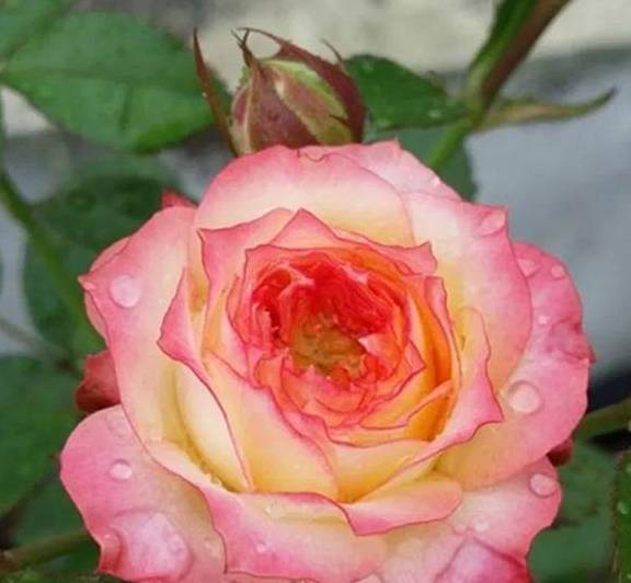 先说说啊， 温室得盖得科学