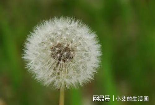 蒲公英可以生吃吗？这种情况下千万别生吃