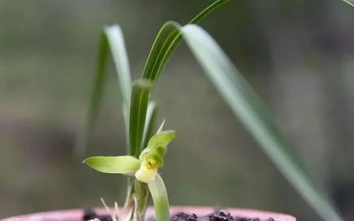 新植兰花，多久施肥最科学？快速养花秘诀！