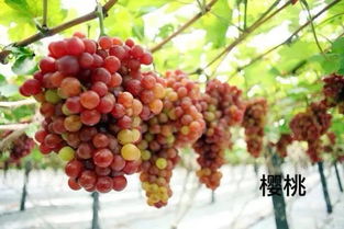 葡萄冬天过冬管理，如何确保来年丰收