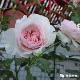 夏季月季浇水小窍门：如何把握浇水量