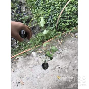 五叶爬山虎的种植季节