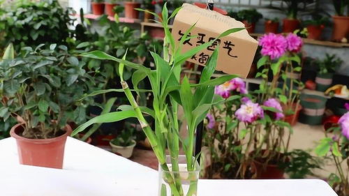 阿司匹林拆分富贵竹，如何让植物更健康