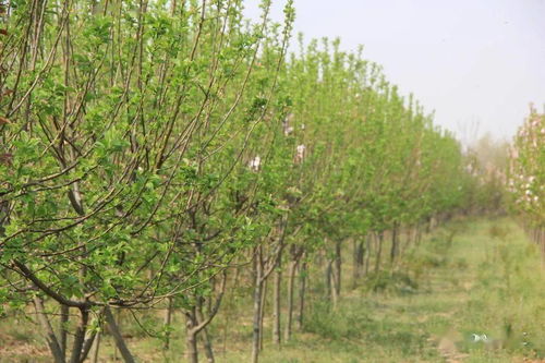 防范措施：移植后浇水