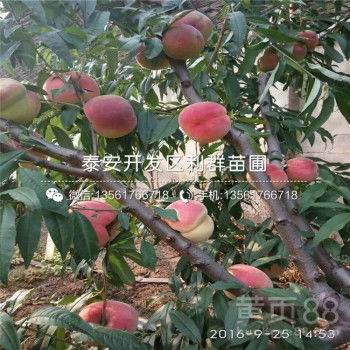 桃树苗最佳栽种时间是什么时候？这几个时间点要牢记