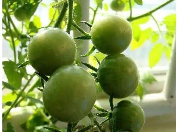 小番茄在什么季节播种最适宜，适合何时进行种植呢