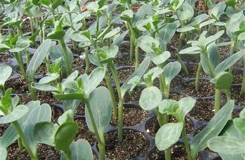 雨季防效， geng上一层楼