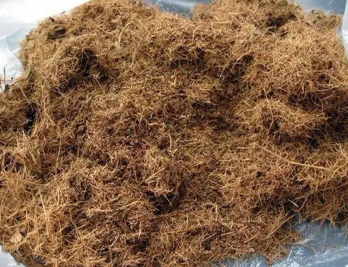 我的养花小记：椰糠和珍珠岩的奇妙之旅