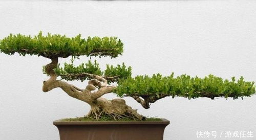 修剪，就像是给松树宝宝理发