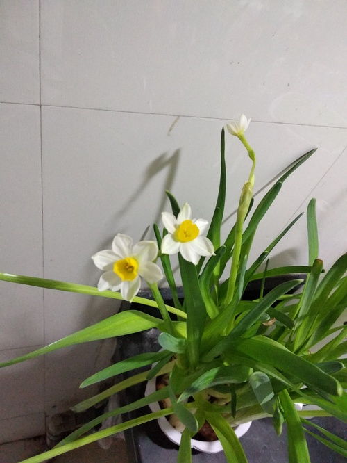 水仙疯长，科学施肥