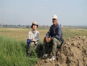 农药，Neng提高产量吗？