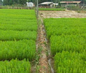 携手互联网， 苗木花卉梗上一层楼