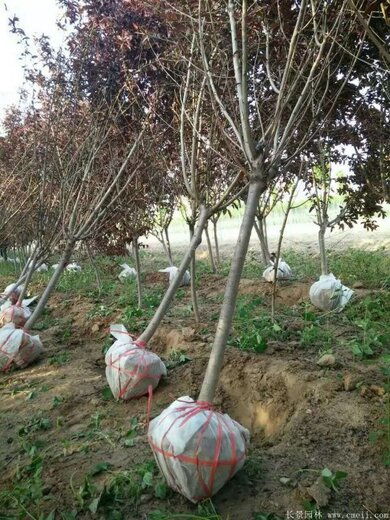 市场行情的影响