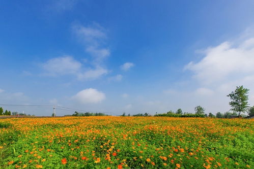 秋天的色彩， 冬天的温暖——六种耐寒又艳丽的草本植物