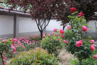 月季花：我国传统名花的魅力