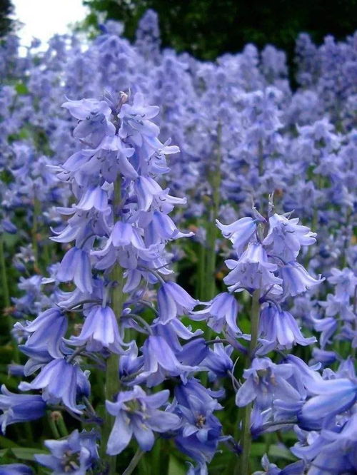 桔梗花，又名“蓝铃花”