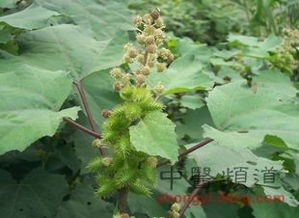 一招：粘苍子提取物除草剂，绿色环保还高效