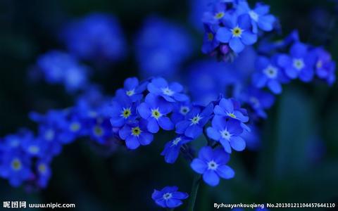 勿忘我，学名Myosotis