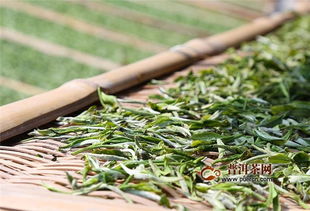 白茶源自中国福建，以新鲜茶叶为原料