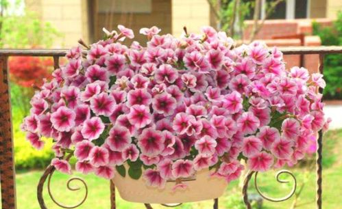 矮牵牛：急性子的开花机器