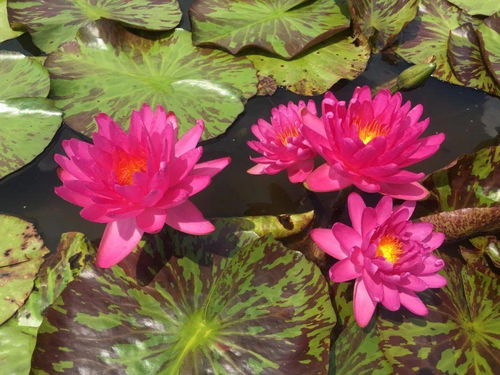 单朵睡莲的持续开放时间