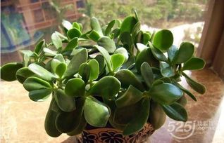 避开热门， 选“皮实货”