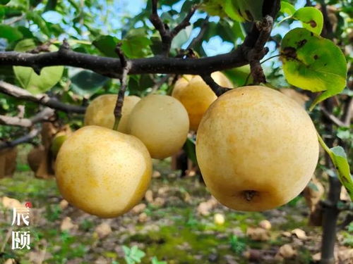 气候湿度和灌溉