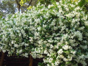 流苏树和接骨木的种植参数