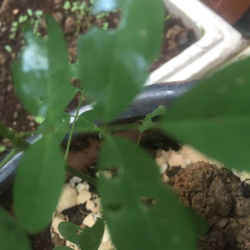 盆栽植物叶片除虫，如何快速有效