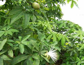 发财树养殖技巧，助您财运与植物同步增长