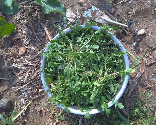 苦味叶下珠：药食园林三合一新宠
