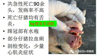 猪塞内卡病毒全球流行快速进化，防控要点有哪些？