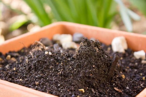 田园土与泥炭土， 一场植物的盛宴