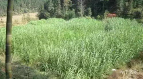 皇竹草：高杆牧草，产量惊人